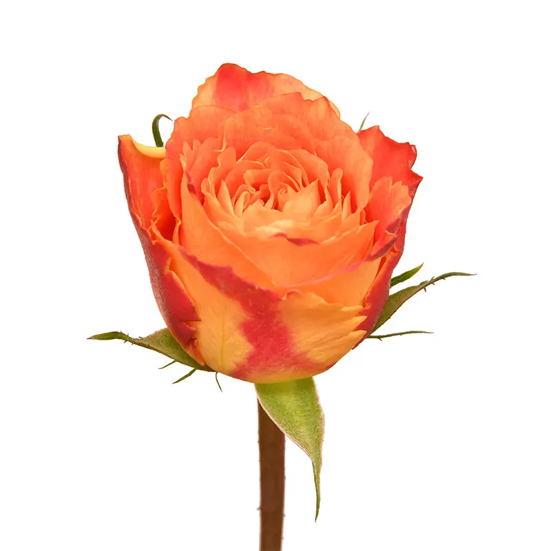 Премиум кенийская свежесрезанная Роза Bi Orange большая головка 62 см стебель розница в розницу свежие цветочные пучки оптом цветы свадебные цветы