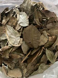 Meilleure qualité 100% feuilles de corossol séchées biologiques originaires du Vietnam au meilleur prix - Product Image 2