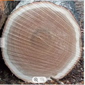 Big size wood logs / Round pine logs / radiate pine logs from New zealand