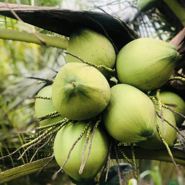 Fresh Ready to Drink Coconuts with Custom Packaging for Retail and Wholesale