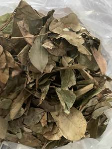 Soursop แห้งใบ graviola ฐานชาสมุนไพรออร์แกนิคธรรมชาติแห้งและบรรจุในเวียดนาม - Product Image 5