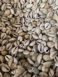 Concha de Caracol Vietnamita de Gran Tamaño, Tamaño 7-9 cm, Disponible en Stock, Conchas de Caracoles Pulidas para Manualidades y Festivales a Partir de 99 GD - Product Image 2