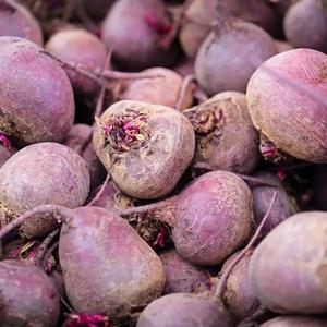 รากบีทรูทสดเกรดดีที่สุด - Product Image 1