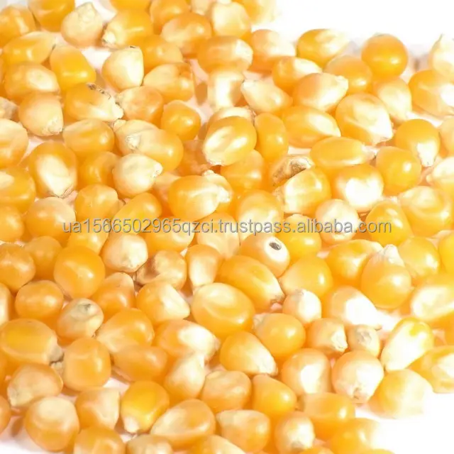 Wholesale New Crop Yellow Corn Maize for human and animal feed grade consumption Yellow Corn For Poultry Feed