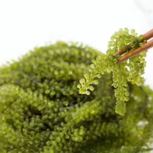 EXCELENTE CALIDAD-UVA DE MAR DESHIDRATADA/CAVIAR VERDE DE GRAN SABOR - Product Image 4