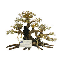 Vente chaude-Arbre bonsaï exquis de haute qualité pour plantes d'aquarium et accessoires en gros