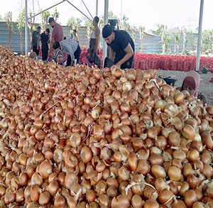 Bán Buôn Chất Lượng Cao Cấp Ai Cập Hành Vàng Khỏe Mạnh Tự Nhiên Tươi Loạt Các Kích Thước Bóc Vỏ Hành Đỏ Giá Rẻ Mô Hình Giá - Product Image 4