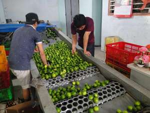 Fruits frais exportés du Vietnam Lime sans pépins à prix compétitif - Product Image 6