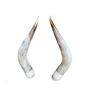 Cuerno de vaca africana, cuerno vikingo para beber, estilo Animal, diseño Natural y Color con revestimiento seguro para alimentos, arte pulido coleccionable - Product Image 3