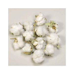 Coton brut offert à des tarifs de gros compétitifs pour les fabricants - Product Image 1