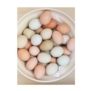Huevos de gallina frescos de mesa, de cáscara blanca/marrón, de buena calidad y precio económico, para exportación. - Product Image 6