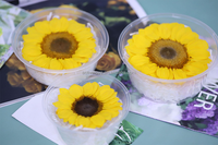 Grosir bunga matahari kuning alami diawetkan bunga asli tanaman asli diawetkan untuk Halloween wisuda bunga Paskah