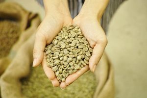 Grains de café vert Arabica de qualité supérieure S16 avec des grains cassés et noirs uniquement 0,1% certifié USDA ISO 22000 Marque TNFOOD Grade G1/G2 - Product Image 6