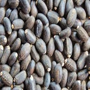 Semillas de Jatropha Secas de Grado Alimenticio, Cultivadas Silvestremente, Extracto de Aceite, Envasadas en Tambor para Exportación Mundial - Product Image 4