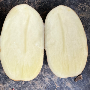 Patates douces biologiques en vrac, fraîches, à peau jaune, nouvelle récolte, rondes, 10 cm, Phra Nakhon Si Ayuttaya, Thaïlande, fourniture pour services alimentaires - Product Image 1