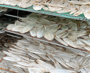 Os de seiche naturel pour oiseaux | Sélectionné à la main, durable, OEM/ODM accepté, livraison rapide - Product Image 3