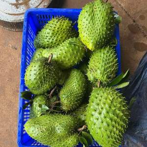 Soursop frais du Vietnam de qualité supérieure pour l'exportation et la vente en gros - Product Image 3