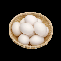 Œufs de Poule Fécondés de Haute Qualité / Œufs de Poule de Chair Cobb 500 / Œufs Fécondés Frais Cobb 700