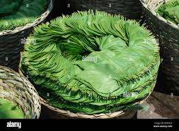 Hoja de Betel de Alta Calidad - Product Image 2