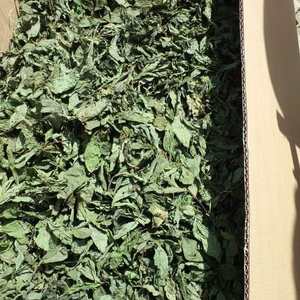 Molokhia ใบแห้งทั้งใบคุณภาพสูงสำหรับการทำอาหารและการรับประทานอาหารจานอร่อยบรรจุภัณฑ์แบบกลุ่ม - Product Image 1