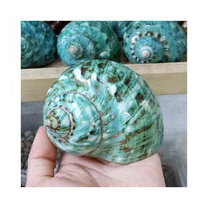 เปลือกหอยเทอร์โบสีเขียวจำนวนมากสำหรับงานฝีมือชายหาดและการตกแต่งธีมทะเล - Product Image 2