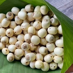 LES GRAINES DE LOTUS ONT UNE COQUILLE DU VIETNAM - Product Image 1