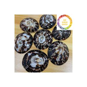 Vente en gros de coquillages à patelle nettoyés du Vietnam pour la configuration d'aquarium et les décorations de style plage - Product Image 5