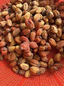 Produit en gros de kakis séchés vietnamiens avec une couleur naturelle, un goût sucré et une texture douce - Product Image 2