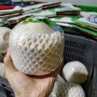 Persediaan jumlah besar kelapa muda pemotong berlian buah air kelapa Vietnam