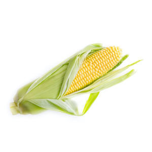 Grains de maïs jaune doré séchés de haute qualité, triés avec soin pour la fabrication d'aliments pour animaux et la transformation alimentaire, conservés au vinaigre - Product Image 4