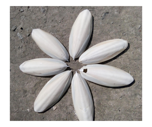 Os de seiche de qualité supérieure du Vietnam Os de calmar naturel sans danger pour les animaux Grand stock Os de seiche pour oiseaux Étiquettes personnalisées Support OEM - Product Image 1