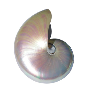 Accessoires artisanaux HOT 2025: ensembles d'assiettes en nacre, plats à caviar en coquillage, assiettes en coquillage de conque, haute qualité - Product Image 3