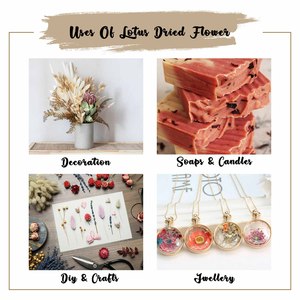 Flor de Loto Seca, Ingrediente Natural para Té Adelgazante - Product Image 5