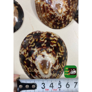 Conchas Limpet de tamaño pequeño para joyería, decoración artesanal y proyectos de bricolaje, diseño inspirado en el océano - Product Image 4