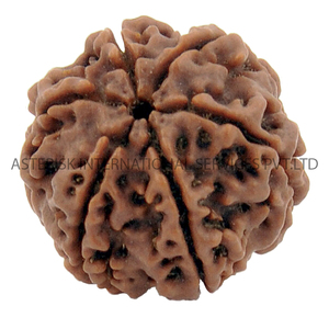 Khác Nhau mukhi 5 đến 15 mặt <span class=keywords><strong>Nepal</strong></span> <span class=keywords><strong>rudraksha</strong></span> màu nâu sẫm hạt cho cầu nguyện mala thời trang đồ trang sức ban đầu <span class=keywords><strong>rudraksha</strong></span> bán - Product Image 5