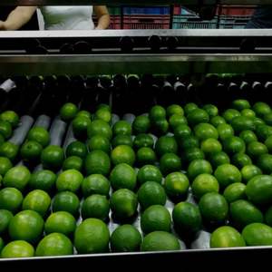 Limes fraîches sans pépins de qualité supérieure - Variété persane Tahiti de classe I - Teneur élevée en jus 42% - Limes vertes de qualité export en gros - Product Image 6