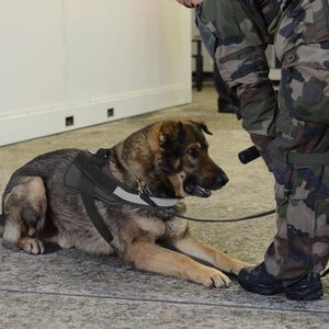 Fabricante personalizado K9 Nylon Grande Mediano ajustable perro arnés chaleco de seguridad con asa - Product Image 2