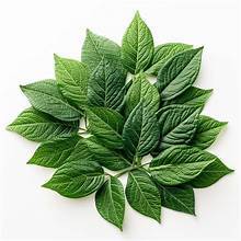 ใบปอกระเจาสีเขียวแช่แข็งผักจากพืชคุณภาพพรีเมี่ยมติดฉลากสะอาดเพิ่มพลังภูมิคุ้มกัน - Product Image 4