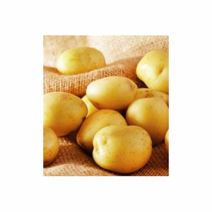 100% Patates douces fraîches de style long jaune biologique Produit européen de haute qualité Meilleur prix - Product Image 4