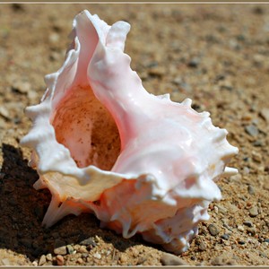 Coquille de cauris géante naturelle polie, toucher réel, forme naturelle, blanc brun tacheté, objet d'art, objet de collection, décoration intérieure - Product Image 6