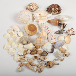 Auténticas conchas marinas naturales decoraciones de fiesta en la playa océano costero tema decoración coleccionable conchas marinas para artesanía hecha a mano - Product Image 6