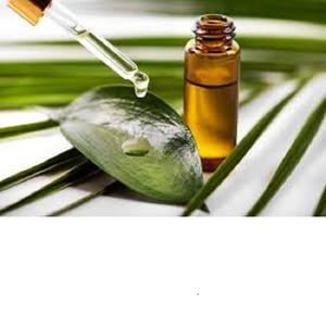 Extracto de hierbas de aceite esencial de eucalipto Natural puro 100% de cultivo salvaje de la India disponible en embalaje de lata de tambor de botella - Product Image 3