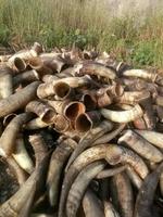 Personnalisé à vendre en vrac buffle/corne de vache et pointe de corne/boeuf qualité naturelle boeuf et corne de buffle
