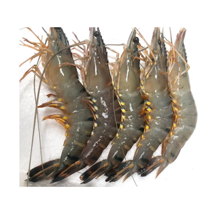 Camarones Tigre HOSO Congelados al por Mayor - Proveedor de Mariscos de Camarones Tigre a Granel - Product Image 2