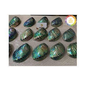 Concha de abulón, Material de mar Natural de Vietnam para decoración de joyería, Diseño Artesanal y exportación internacional al por mayor - Product Image 6