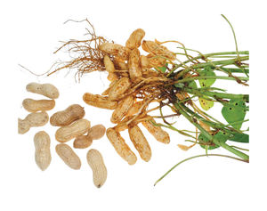 Noix d'arachide en vrac de haute qualité pour l'industrie alimentaire Achat de noix d'arachide fraîches en vrac Grands prix pour les commandes en gros - Product Image 6