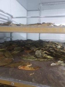 Feuilles de corossol (graviola) du Vietnam en vrac, aspect naturel et séchage contrôlé pour les marchés d'exportation - Product Image 6