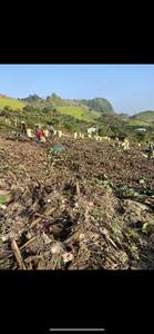 High Standard arrowroot powder pure natural Arrowroot <b>starch</b> Flour White Powder and International Market - Product Image 3