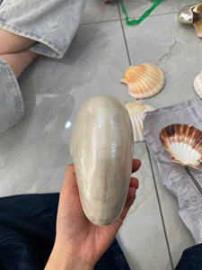 Coquilles de Nautilus polies de qualité supérieure pour la décoration de luxe et l'artisanat de cadeaux à des prix compétitifs - Product Image 5