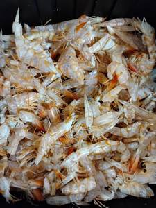 TOP POUDRE DE COQUILLE DE CREVETTES D'EXPORTATION DU FOURNISSEUR VIETNAMIEN AVEC DES PRIX BON MARCHÉ - Product Image 6